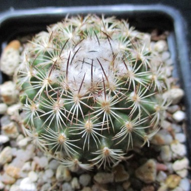 Turbinicarpus saueri subsp. nelissae