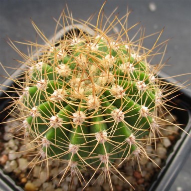 Acanthocalycium  spiniflorum  var...