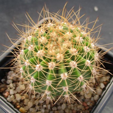 Acanthocalycium  spiniflorum  var...