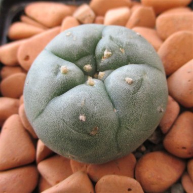 Lophophora williamsii