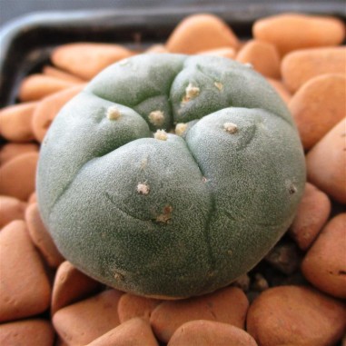 Lophophora williamsii