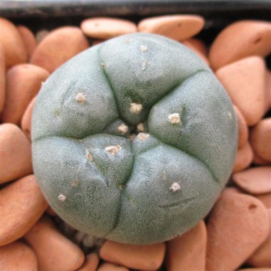 Lophophora williamsii