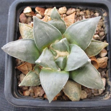 Ariocarpus retusus furfuraceus