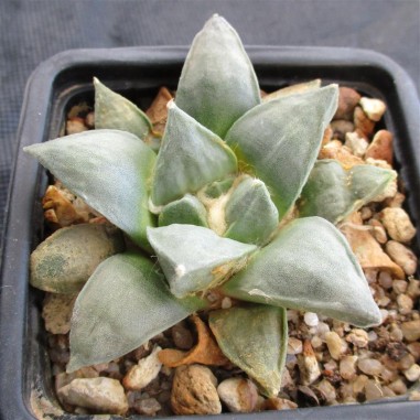 Ariocarpus retusus furfuraceus