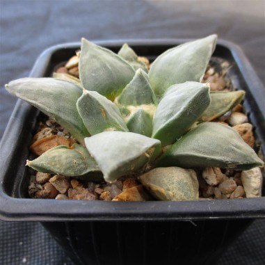 Ariocarpus retusus furfuraceus