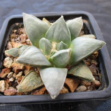 Ariocarpus retusus furfuraceus