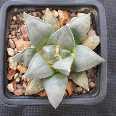 Ariocarpus retusus furfuraceus