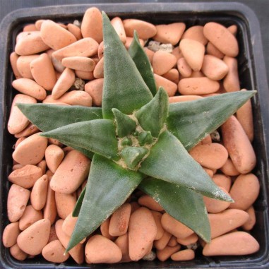 Ariocarpus trigonus