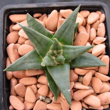 Ariocarpus trigonus