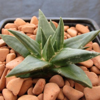 Ariocarpus trigonus