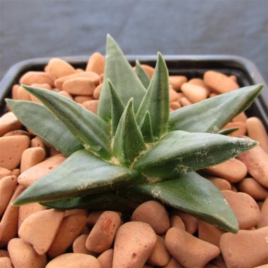 Ariocarpus trigonus