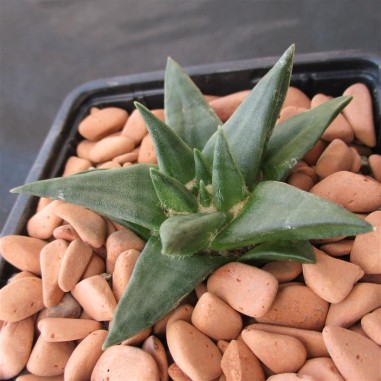 Ariocarpus trigonus