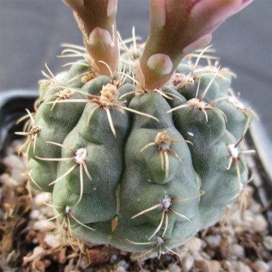 Gymnocalycium baldianum flor rosa carmin