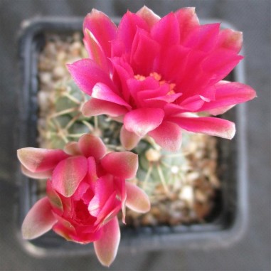 Gymnocalycium baldianum flor rosa carmin