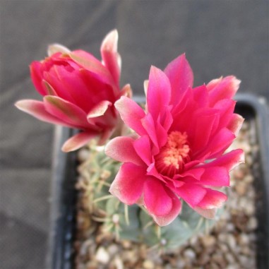 Gymnocalycium baldianum flor rosa carmin