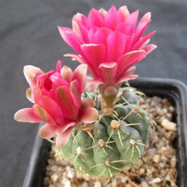 Gymnocalycium baldianum flor rosa carmin