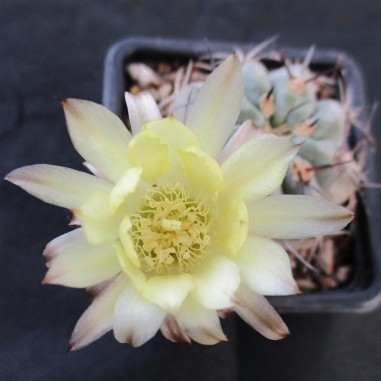 Acanthocalycium glaucum