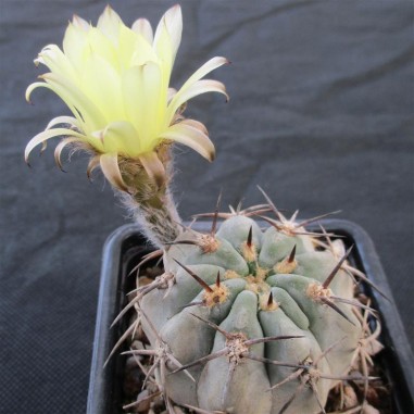 Acanthocalycium glaucum