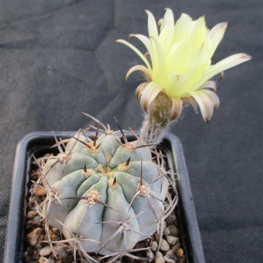 Acanthocalycium glaucum