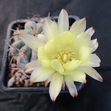 Acanthocalycium glaucum