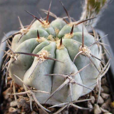 Acanthocalycium glaucum