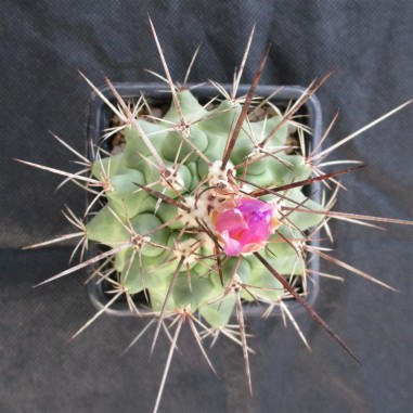 Thelocactus rinconensis ssp nidulans