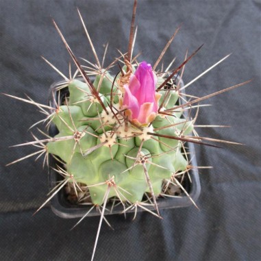 Thelocactus rinconensis ssp nidulans