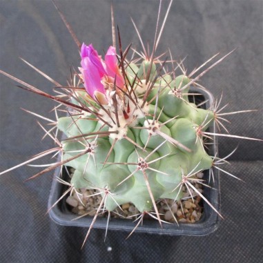 Thelocactus rinconensis ssp nidulans