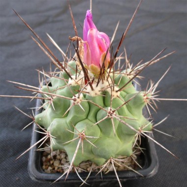 Thelocactus rinconensis ssp nidulans