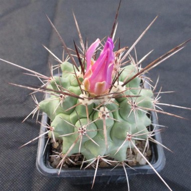 Thelocactus rinconensis ssp nidulans