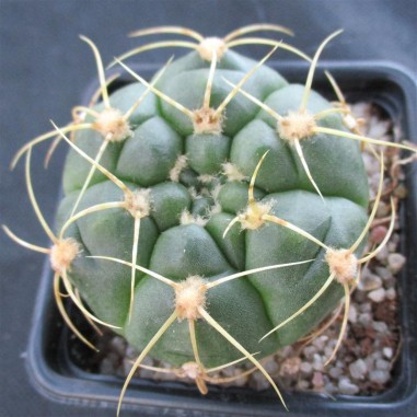 Gymnocalycium denudatum