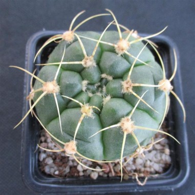 Gymnocalycium denudatum