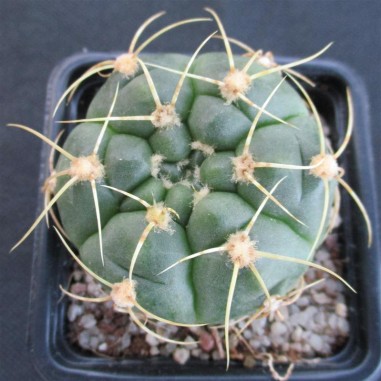 Gymnocalycium denudatum