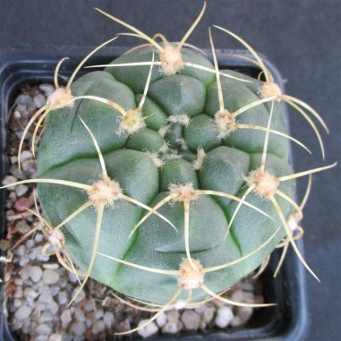 Gymnocalycium denudatum