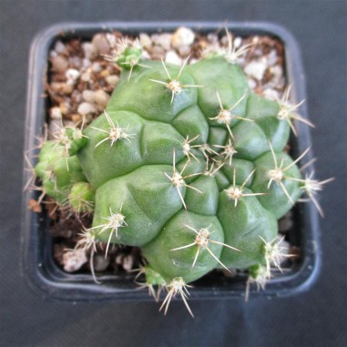 Gymnocalycium cachipay