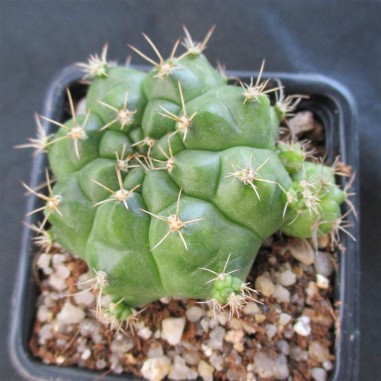 Gymnocalycium cachipay