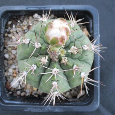 Gymnocalycium anisitsii subsp. damsii