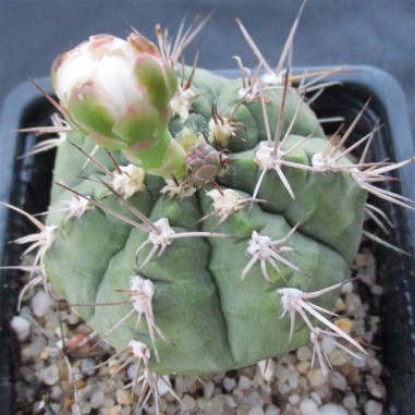 Gymnocalycium anisitsii subsp. damsii