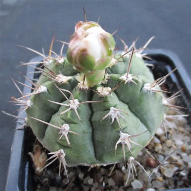 Gymnocalycium anisitsii subsp. damsii