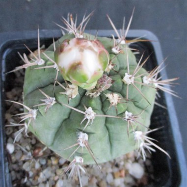 Gymnocalycium anisitsii subsp. damsii