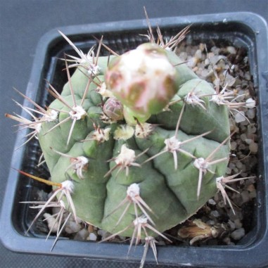 Gymnocalycium anisitsii subsp. damsii