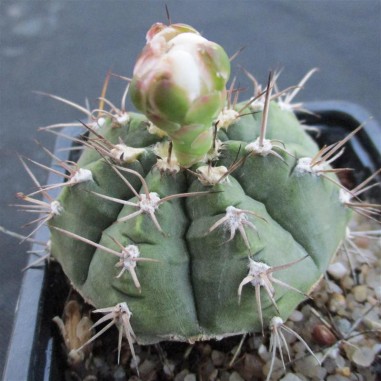 Gymnocalycium anisitsii subsp. damsii