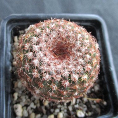 Notocactus ottonis fa elegans