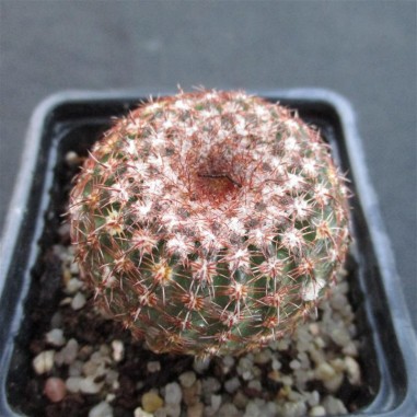 Notocactus ottonis fa elegans