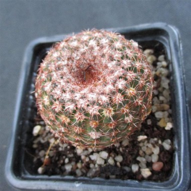 Notocactus ottonis fa elegans