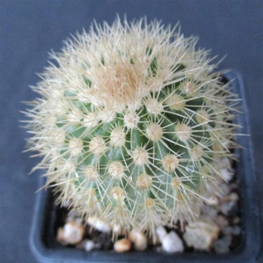 Echinocereus websterianus