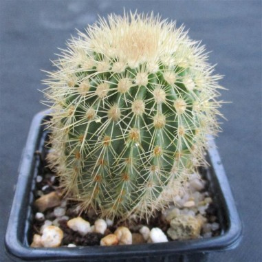 Echinocereus websterianus