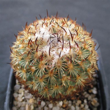 Turbinicarpus saueri subsp. ysabelae