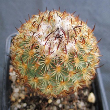 Turbinicarpus saueri subsp. ysabelae