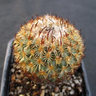 Turbinicarpus saueri subsp. ysabelae